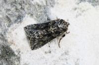 Polyploca ridens