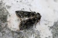 Polyploca ridens