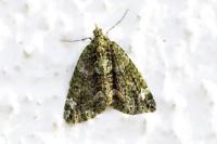 Chloroclysta siterata