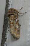 Panolis flammea