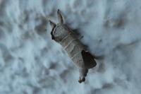 Clostera curtula