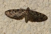 Eupithecia tantillaria