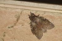 Stauropus fagi
