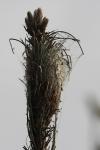 Thaumetopoea pityocampa