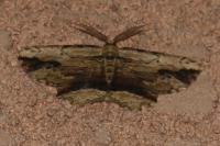 Menophra abruptaria