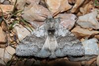 Calliteara pudibunda