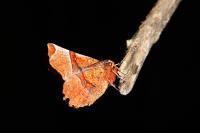 Selenia lunularia
