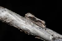 Egira conspicillaris