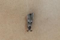 Clostera pigra