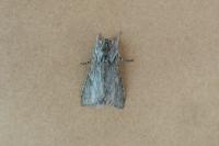 Dicranura ulmi