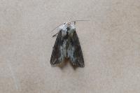 Egira conspicillaris