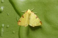 Opisthograptis luteolata