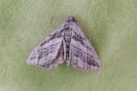 Rhoptria asperaria