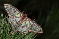 Graellsia isabellae