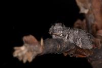 Drymonia ruficornis