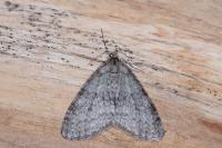 Trichopteryx carpinata