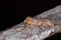 Conistra rubiginea