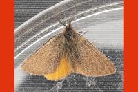 Lythria