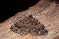 Triphosa dubitata