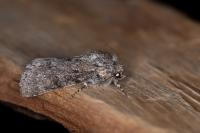 Acronicta euphorbiae