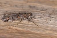 Pempelia brephiella