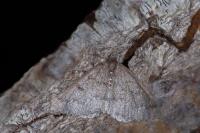 Aleucis distinctata