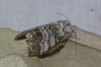 Drymonia ruficornis