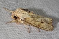 Egira conspicillaris