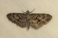 Eupithecia cocciferata