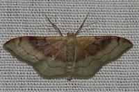 Idaea degeneraria