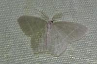 Jodis lactearia