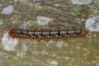 Lasiocampa quercus quercus