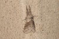 Calliteara pudibunda