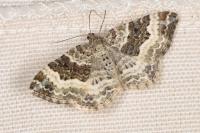Epirrhoe alternata