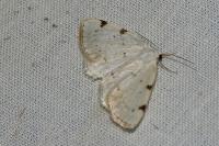 Lomographa bimaculata