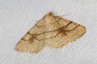 Adactylotis contaminaria
