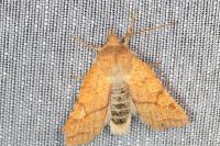 Jodia croceago