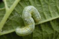 Operophtera brumata