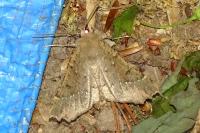 Odontopera bidentata