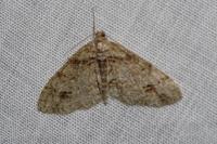 Paradarisa consonaria