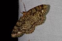 Parectropis similaria