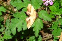Plagodis dolabraria