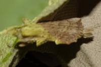 Pterostoma palpina