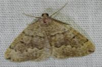 Pungeleria capreolaria