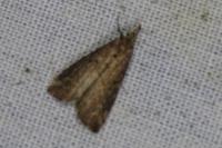 Schrankia costaestrigalis