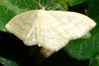 Scopula floslactata