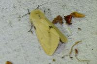 Spilarctia lutea
