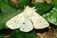 Spilosoma lubricipeda