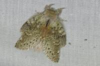 Stauropus fagi