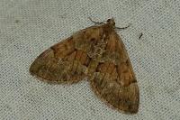Thera obeliscata